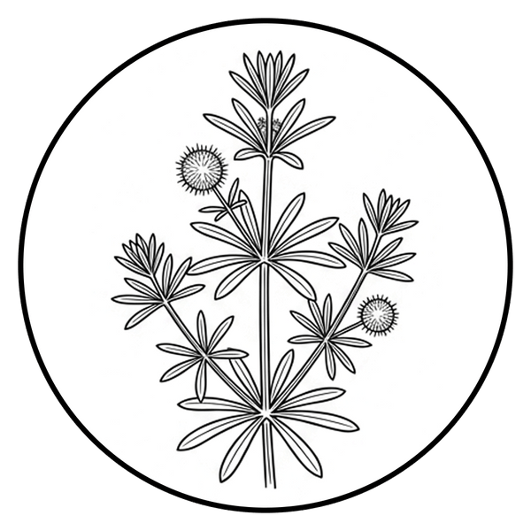 Dandelion Root