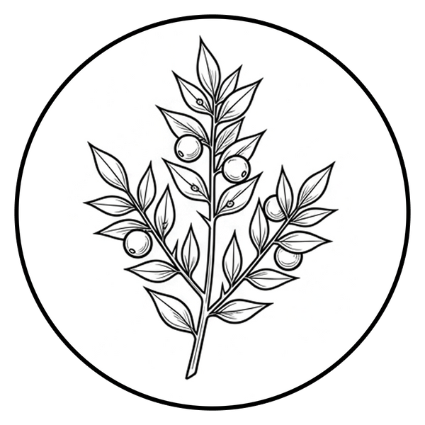 Butcher's Broom